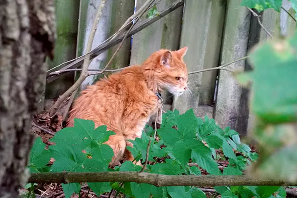 In his career, Erik earned more love “than most felines could likely fathom.” - MARITIME MUSEUM OF THE ATLANTIC