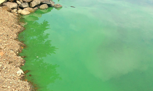 A bloom in a lake in Yarmouth. - TRI NGUYEN-QUANG