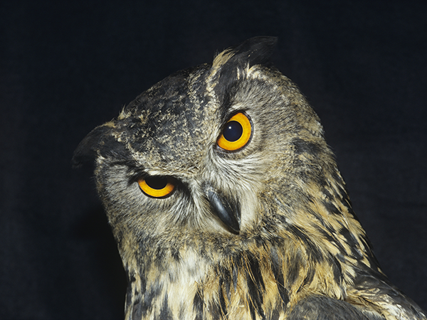 This is not a spotted owl, but if it was, it'd be only one of six left in the world. - STOCK