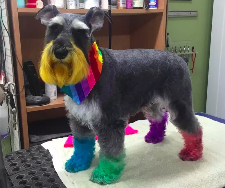Let’s hope to see this colourful bud from Happy Dogs Antigonish at tomorrow's Pride parade.