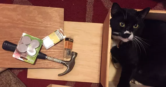 Building cat furniture is only slightly easier with thumbs. - HILLARY WINDSOR