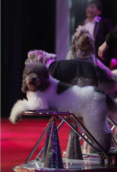 The Olate Dogs will conga-line through your heart, we swear (see 1). - SUBMITTED PHOTO.