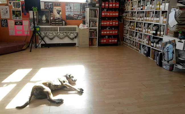A dog enjoying a sunbeam at Radstorm. - SUBMITTED