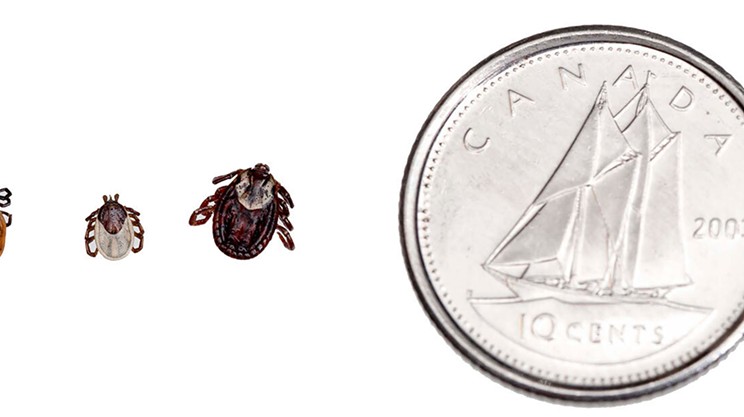 Ticks are “coming back with a vengeance” in Nova Scotia