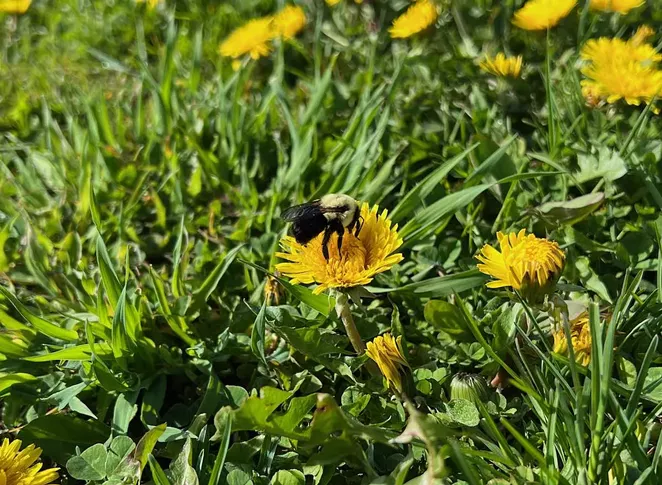 It looks like No Mow May on the Halifax Common, but city hall says that's an accident | Environment | Halifax, Nova Scotia - Vimarsana News