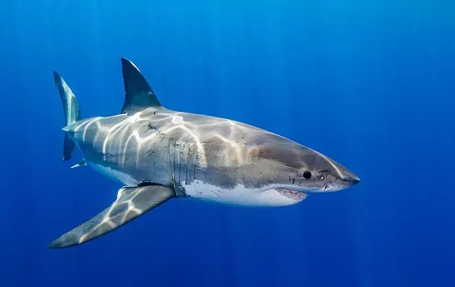 The truth about great white sharks in Nova Scotia - Vimarsana News