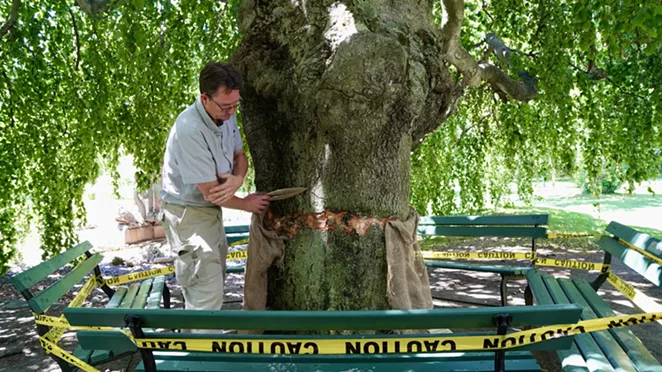 After Public Gardens attack, the effort is on to save "irreplaceable" trees | City | Halifax, Nova Scotia - Vimarsana News