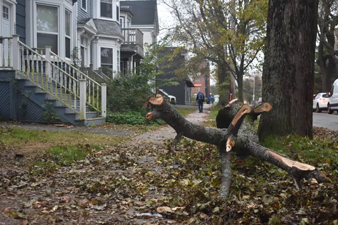 Will Halifax's trees survive the next hurricane? | News | Halifax, Nova Scotia - Vimarsana News