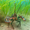 Pinchy little crustaceans like lobster find protection in eelgrass, which coats Nova Scotia's coastline and is vital to our ocean's ecosystems. Pinchy little crustaceans like lobster find protection in eelgrass, which coats Nova Scotia's coastline and is vital to our ocean's ecosystems.
