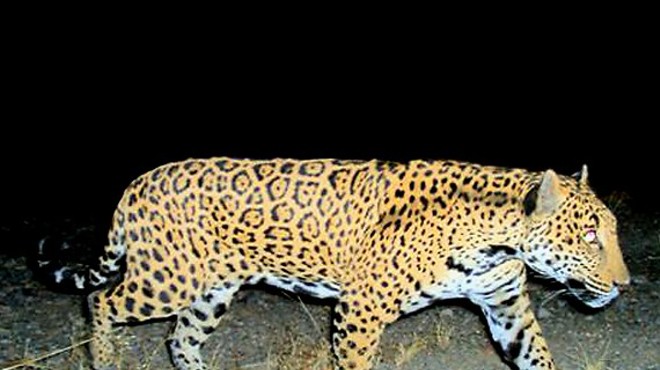 Northern Jaguars