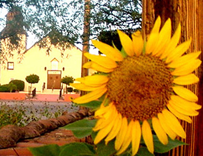 Real sunflowers blooming throughout the art colony of Tubac will be the subject for painters during the Van Gogh Sunflower Paintout and Auction fun-raiser on September 28