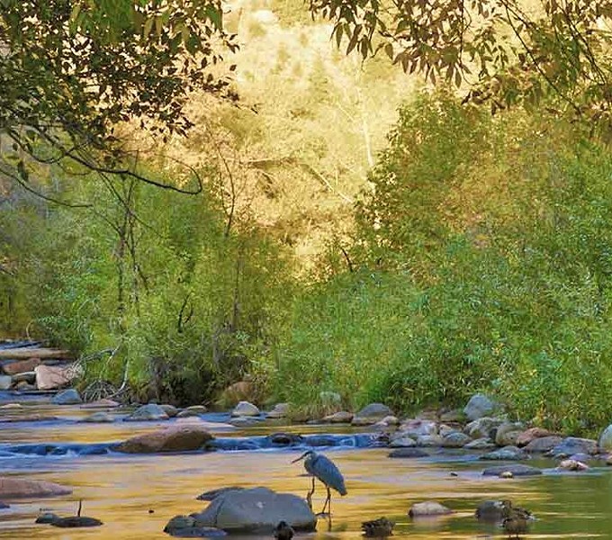 Verde River Habitat