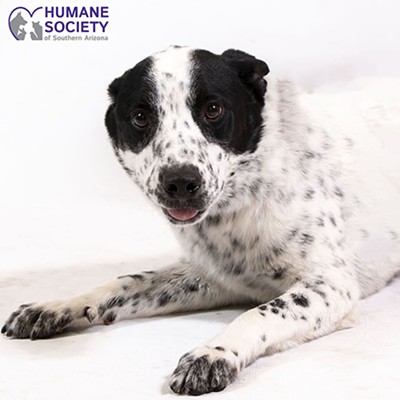 Adoptable Pets: Wampa Needs a Home