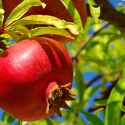 Prepare a Strategy for Growing Edible Trees at Your Site