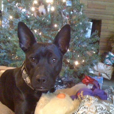 Wilco (The Dog) Wishes A Merry Christmas To All, and To All a Good Night!