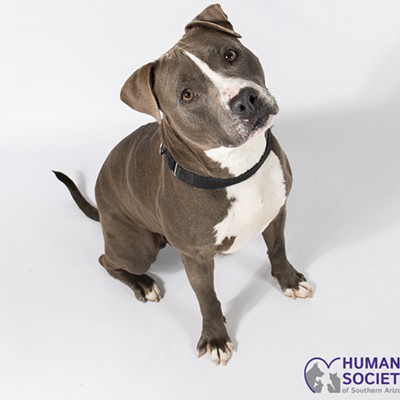 Adoptable Pets: Collins Needs a Home