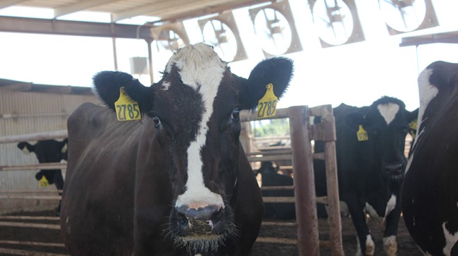 Arizona dairy farms pivot from restaurants to food banks as COVID-19 shifts demand