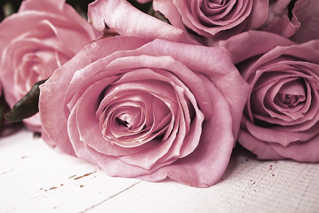 bigstock-beautiful-rose-flower-in-garde-275320174.jpg