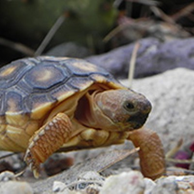 Feds – Again – Deny Endangered Species Status to Sonoran Desert Tortoise