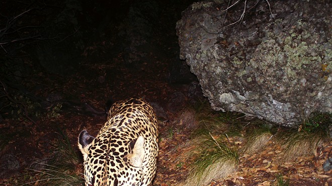 Feds deal another setback to Rosemont mine by upholding jaguar habitat