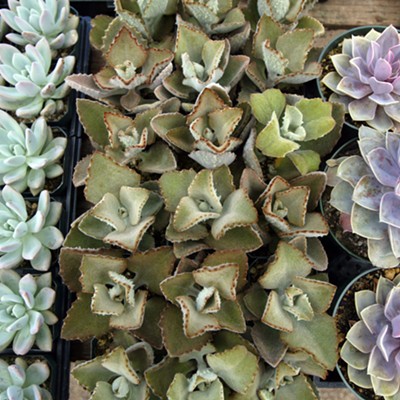 Find the perfect plant at Tohono Chul’s spring sale next weekend