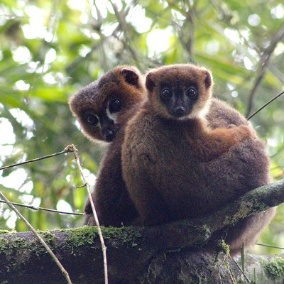 Lemurs are Manlier Dads than You