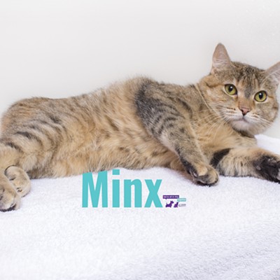 Minx Needs a Home