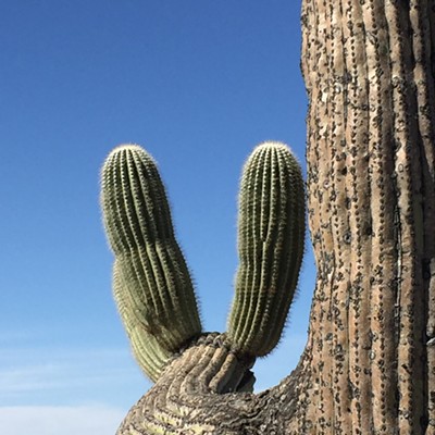The Daily Saguaro, Friday, 4/16/21