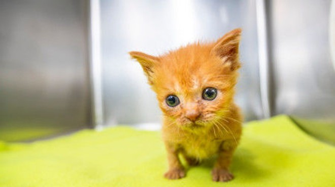 Pima Animal Care Center offering deals for pet adoption to make room at shelter