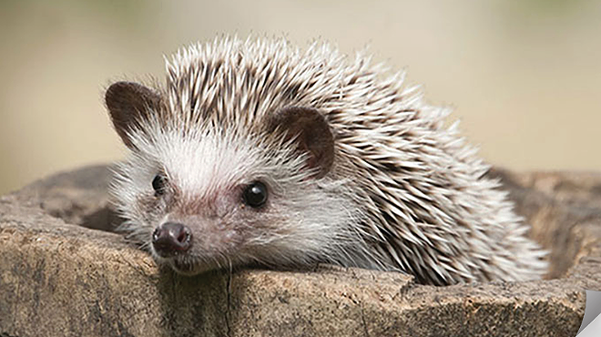 Raising Hedgehogs (with Live Hedgehogs!)