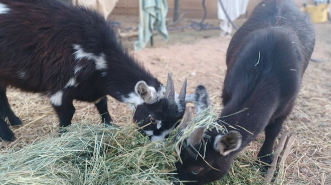 Raising Nigerian Dwarf Goats (with Live Goats!)