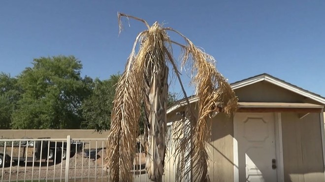 Record heat proves to be a queen palm’s worst enemy