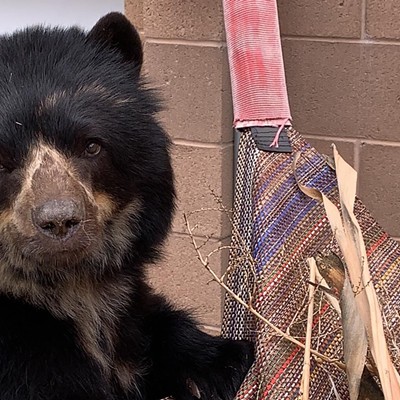 Reid Park Zoo Welcomes Oja the Andean Bear