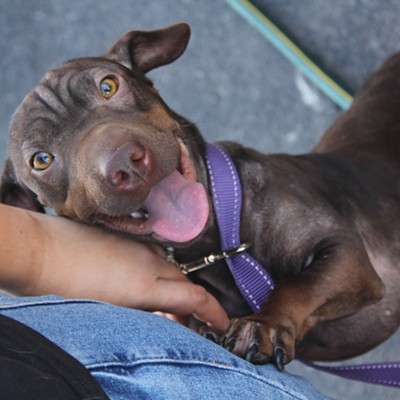 Slideshow: Paws for the Fresh, Fluffy and Sleek Doggos of Tucson