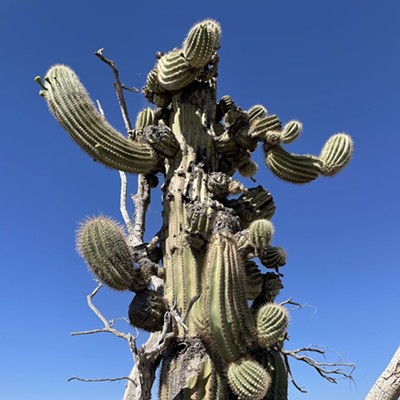 The Daily Saguaro, Friday, 5/28/21