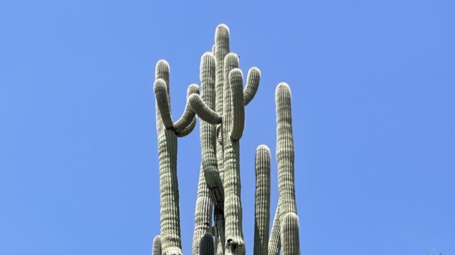 The Daily Saguaro, Friday 8/13/21