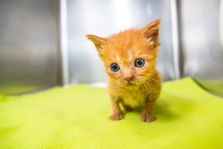 Kittens are available for adoption and to be fostered at Pima Animal Care Center.