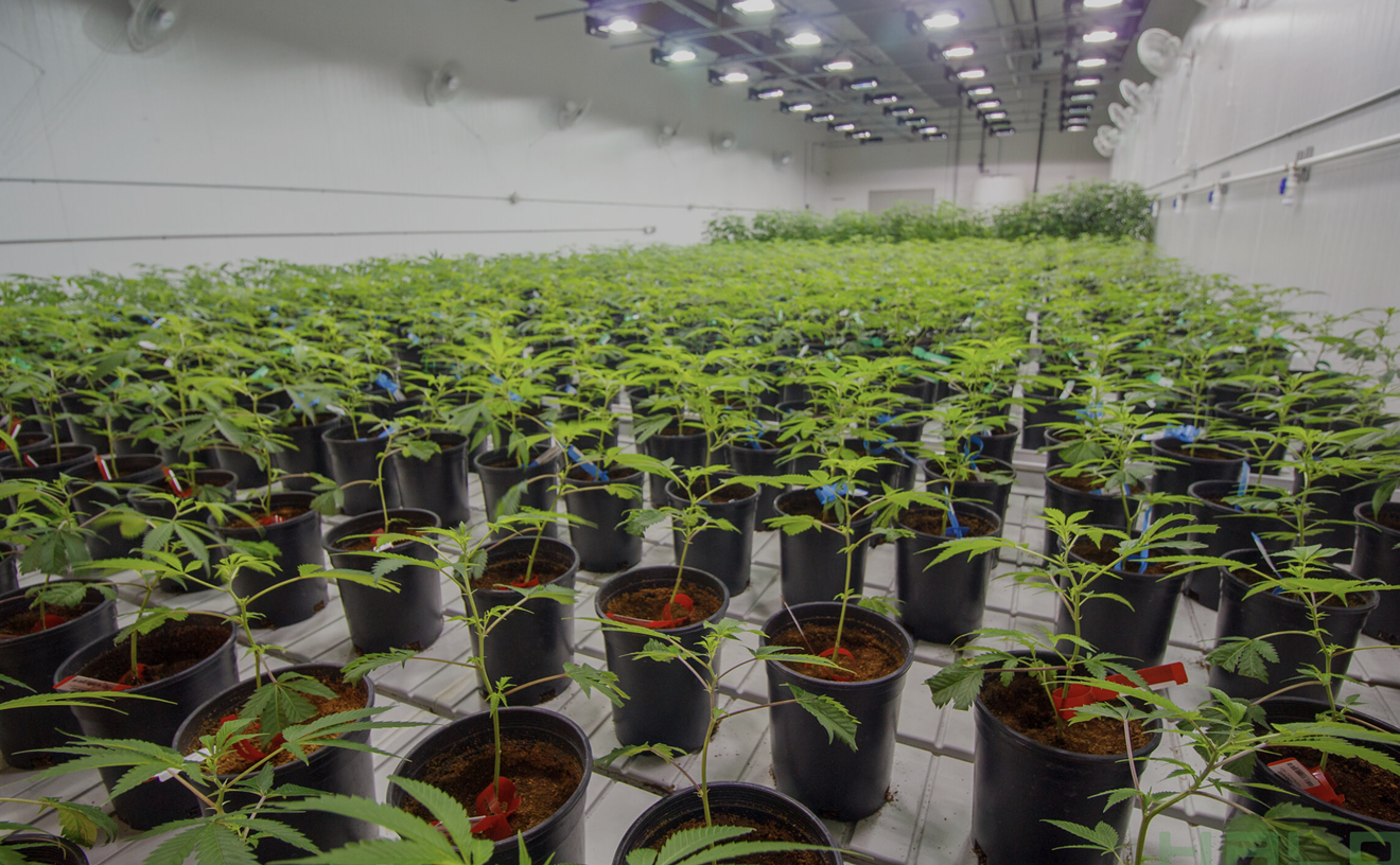 Halo Cannabis, a different kind of cultivating operation