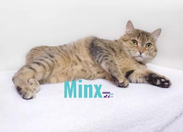 Minx Needs a Home