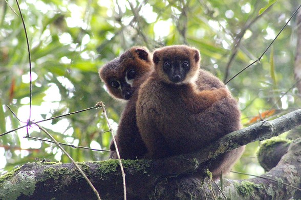 Red-bellied Lemurs - PIERRE LAHITSARA