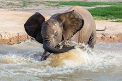 Celebrate Nandi the Elephant's Birthday!