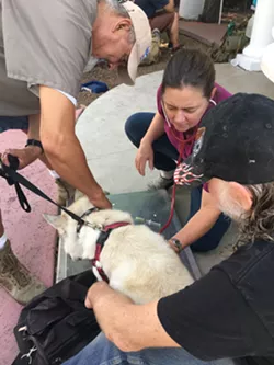 Primavera and PACC Partnership Helps the Homeless and Their Pups