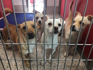 Packed PACC Looking for Adopters at PetSmart National Adoption Weekend