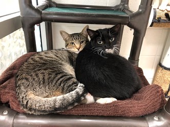 Local Shelters Celebrate Black Fur Day (2)