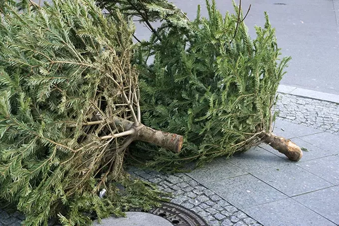 From Christmas Trees to Merry Mulch, Recycle Your Tree This Holiday