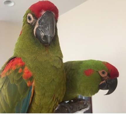 Missing Parrot! Have You Seen Ernie?
