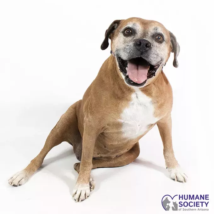 Adoptable Pet: Trixie Needs A Home