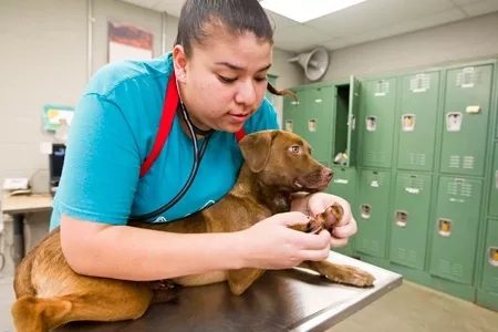 Free Animal Vaccine Clinic This Saturday