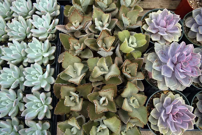 Find the perfect plant at Tohono Chul’s spring sale next weekend