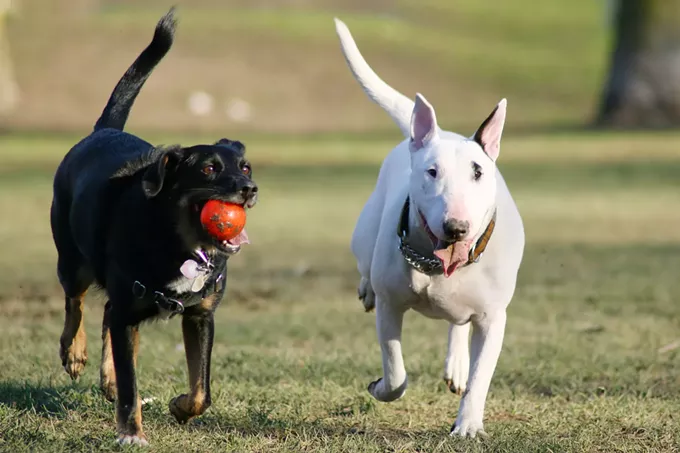 Humane Society Hosting Pet Food Drive This Weekend